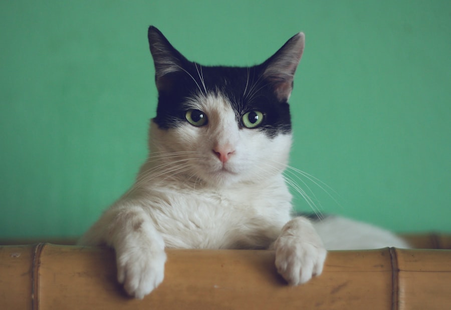 Cat being gently examined at a vet clinic